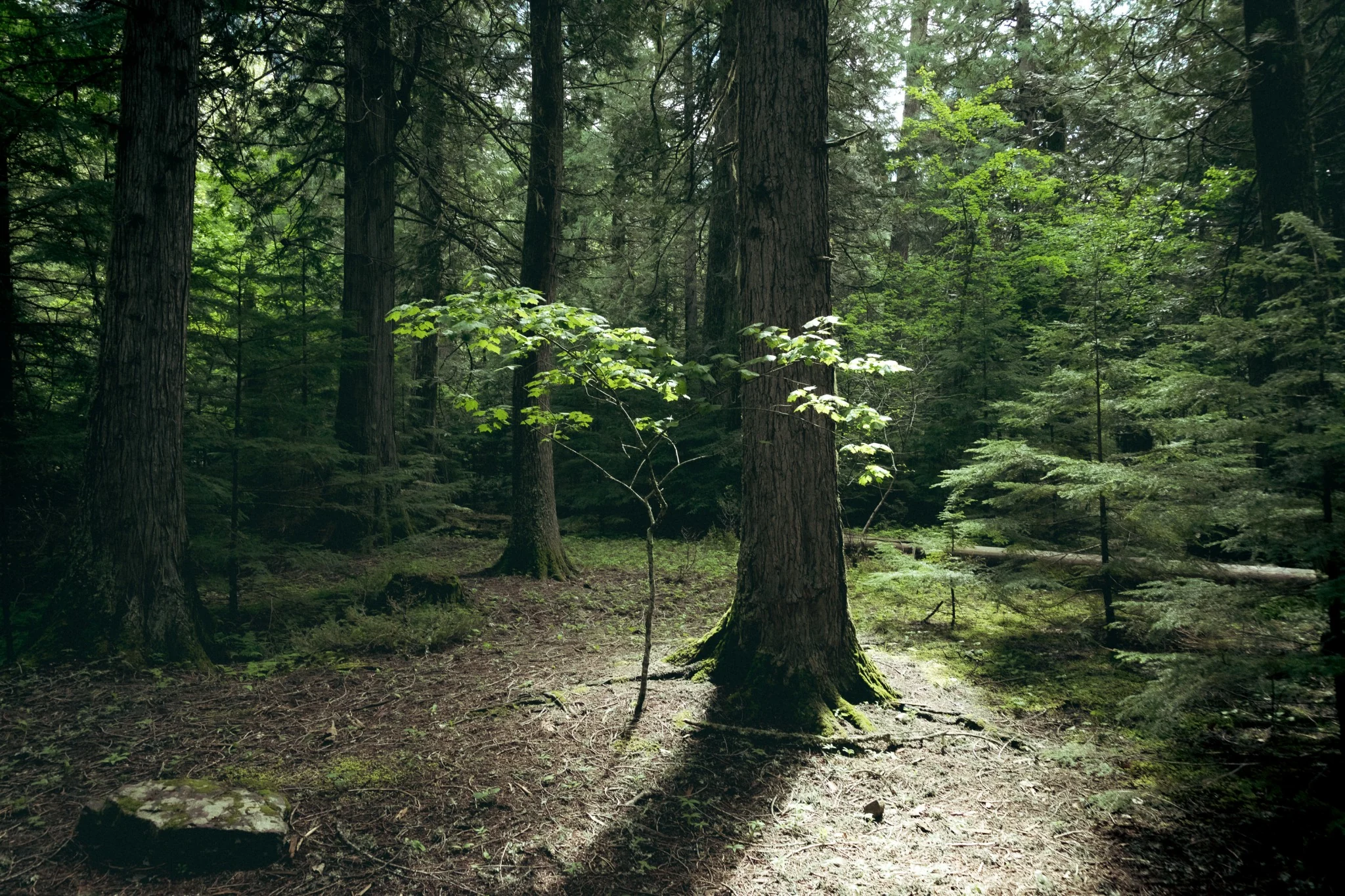 Forest Light